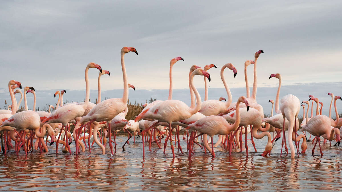 Groupe de flamants roses