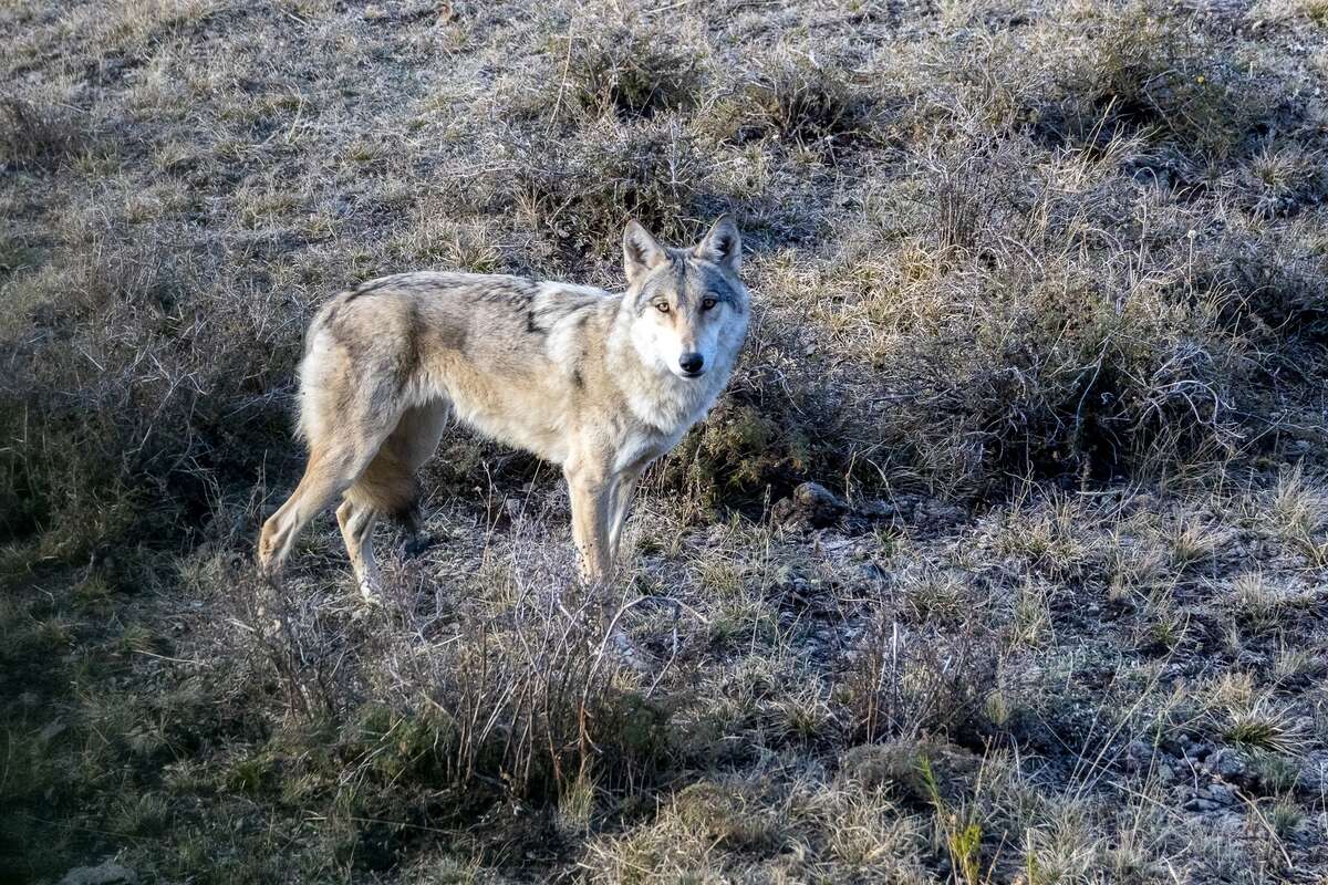 Loup dans la steppe