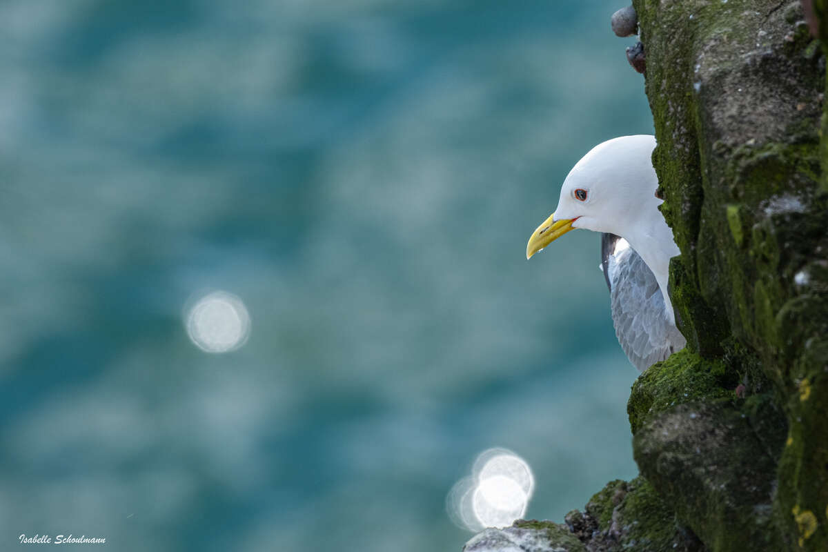 Mouette tridactyle