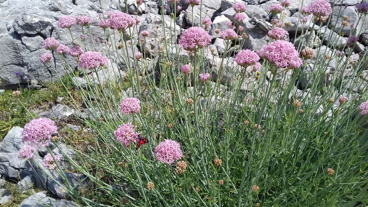 paysage Vercors