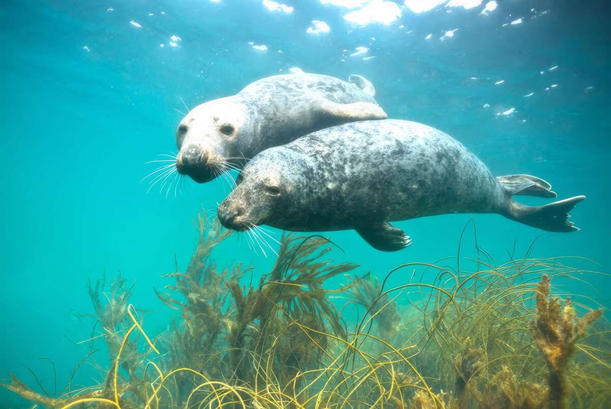 phoques sous l'eau