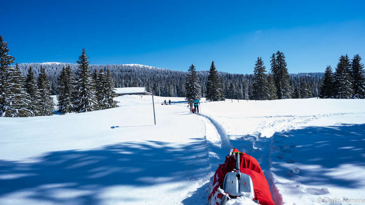 Skieurs et pulka dans la forêt