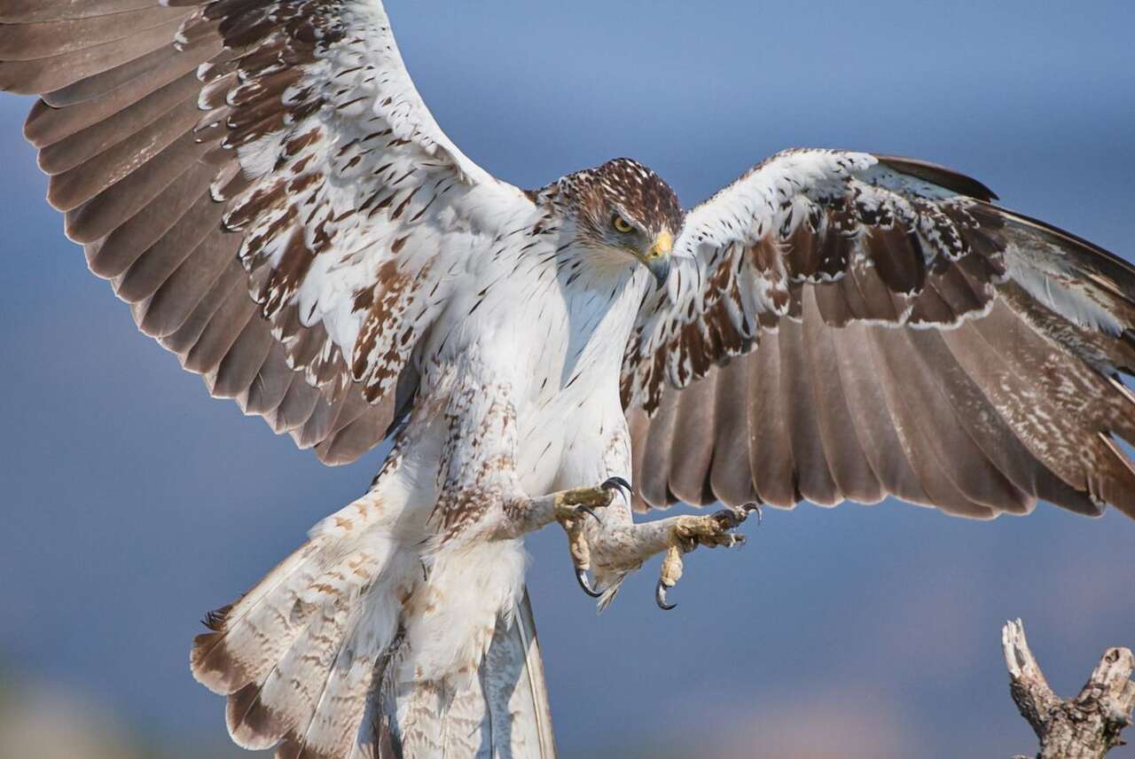 Aigle de Bonelli sur un rocher