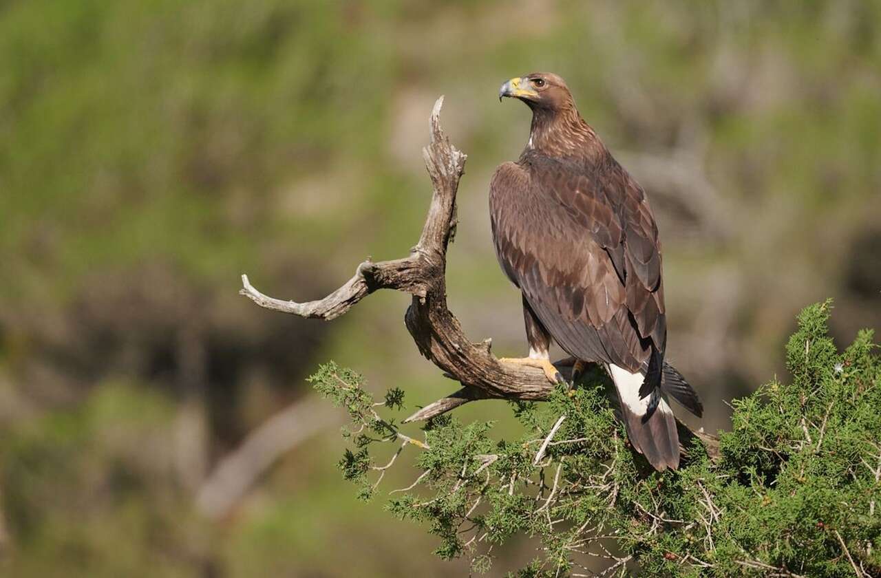 Aigle royal