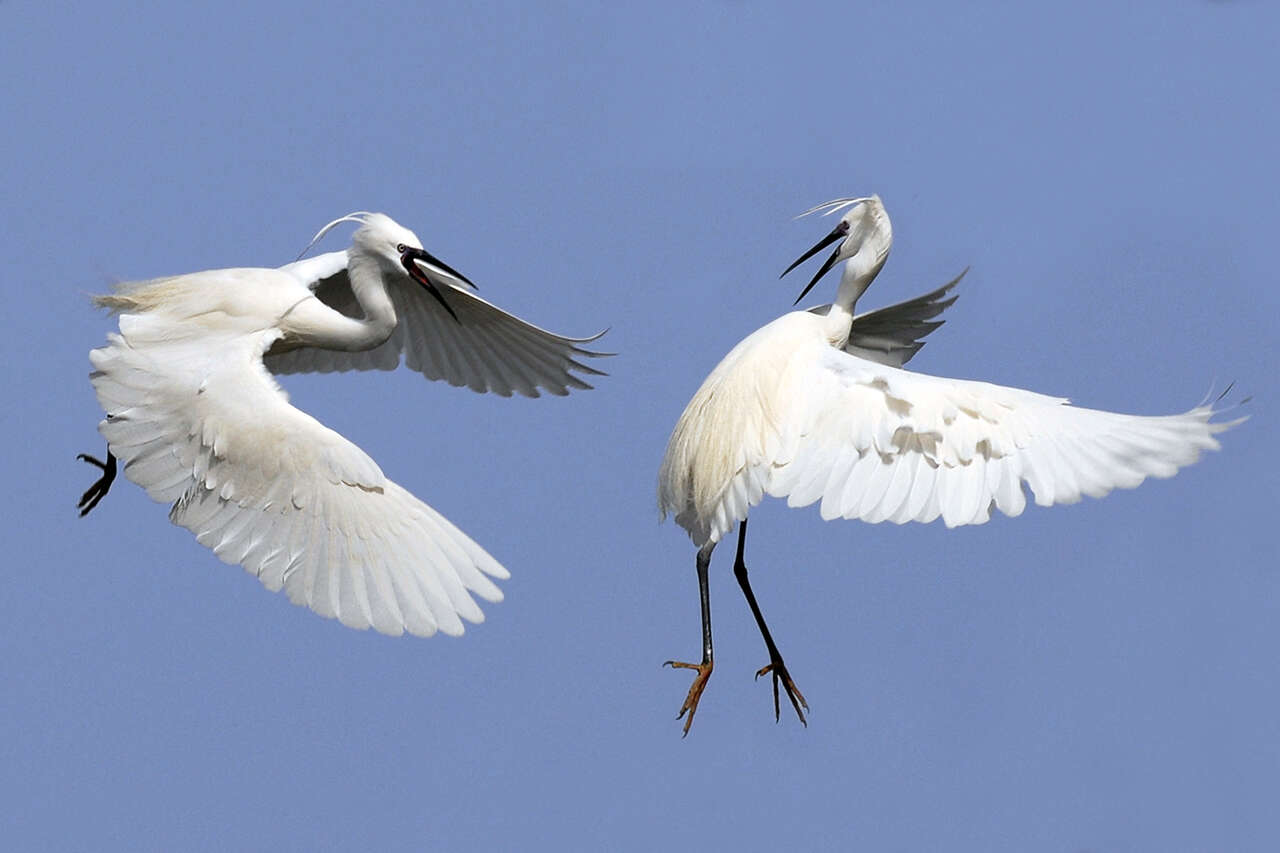 Aigrette Garzette