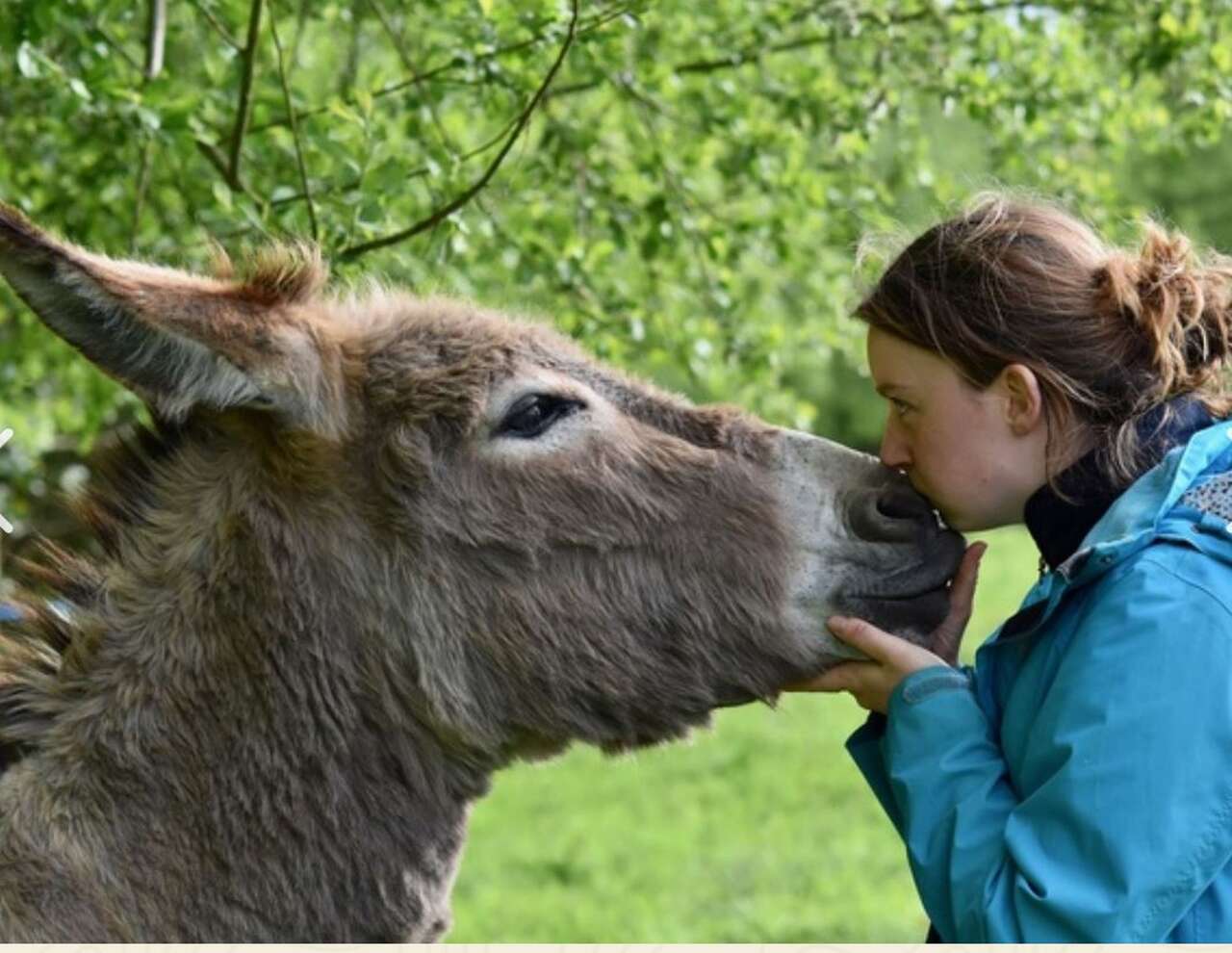 Ane et randonneuse