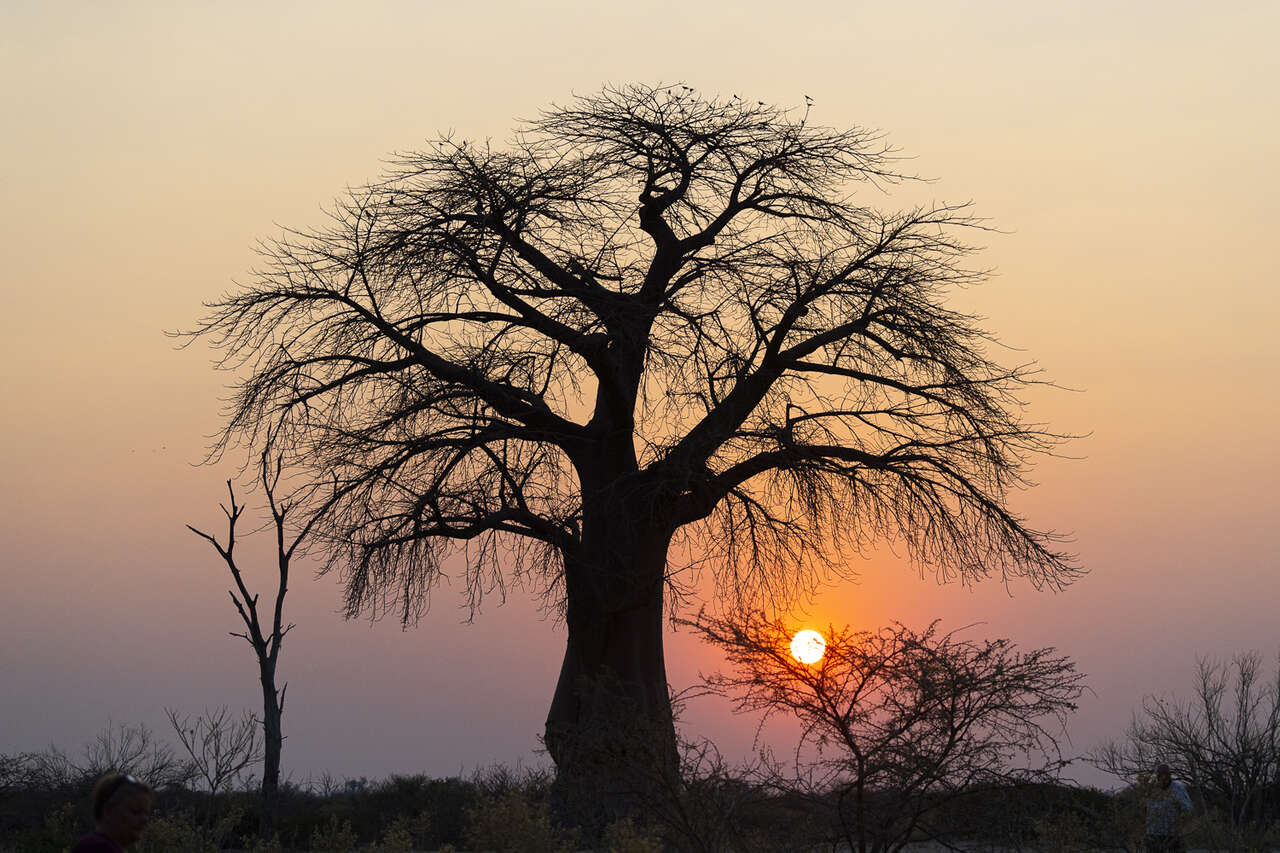 Arbre au coucher du soleil