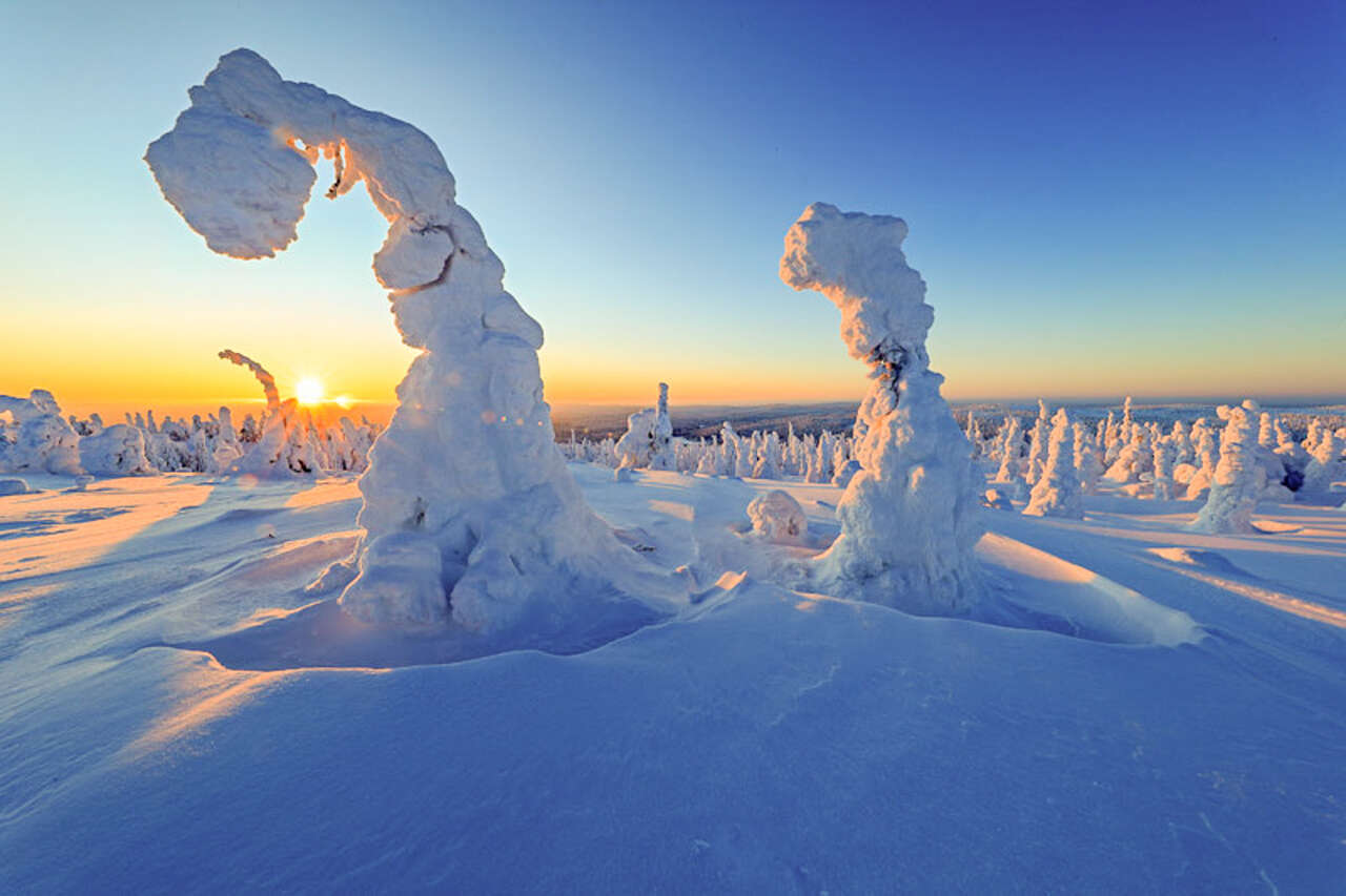 Arbres sous la neige et tunturi