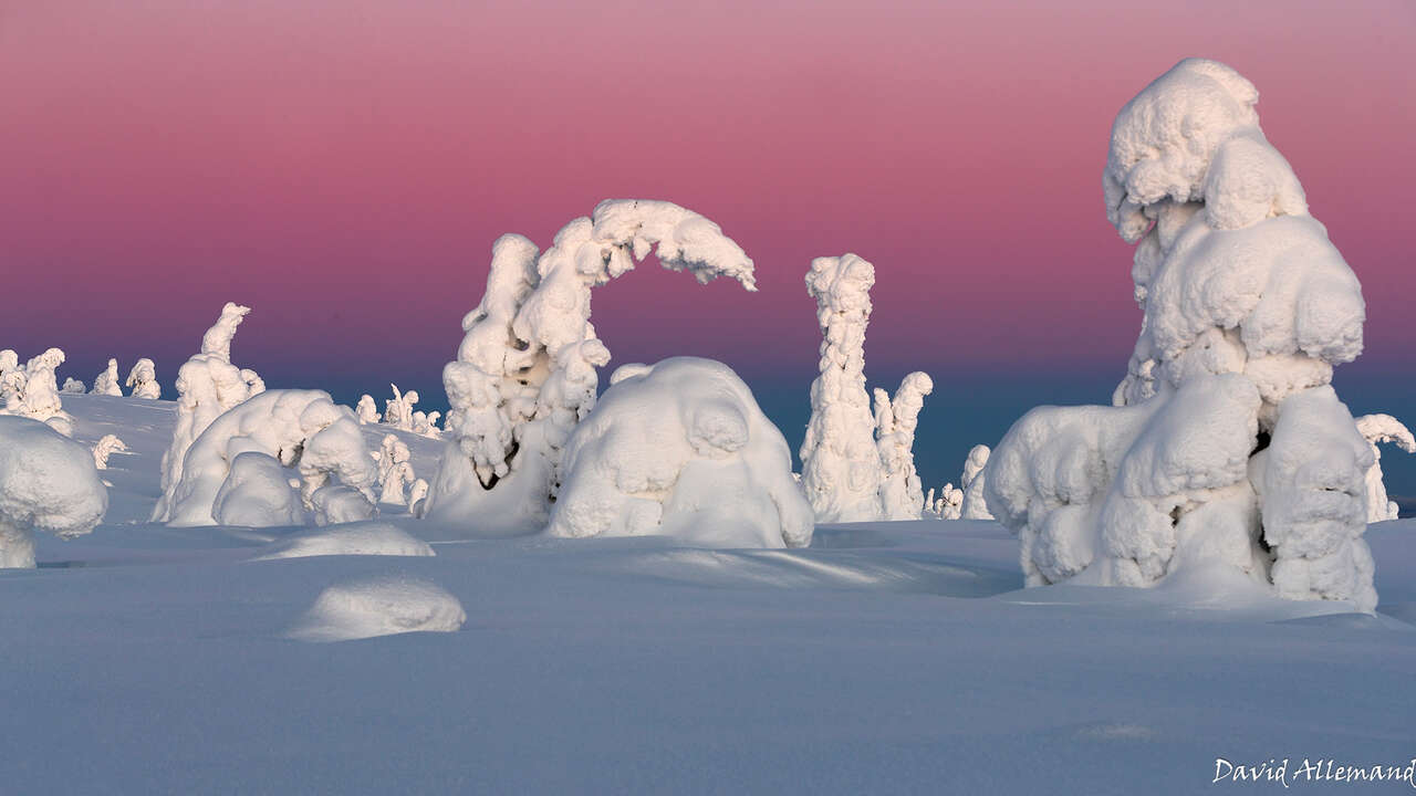 Arbres sous la neige et tunturi