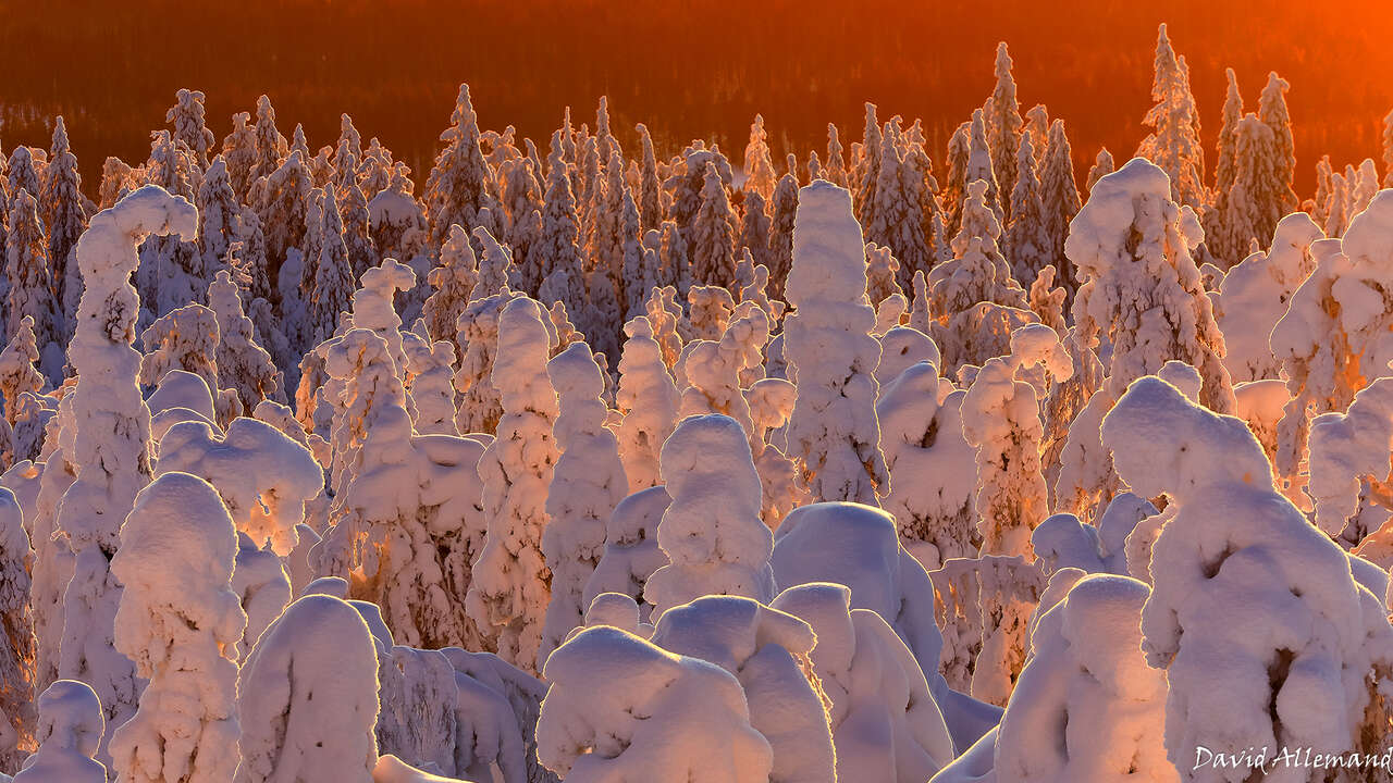 Arbres sous la neige et tunturi