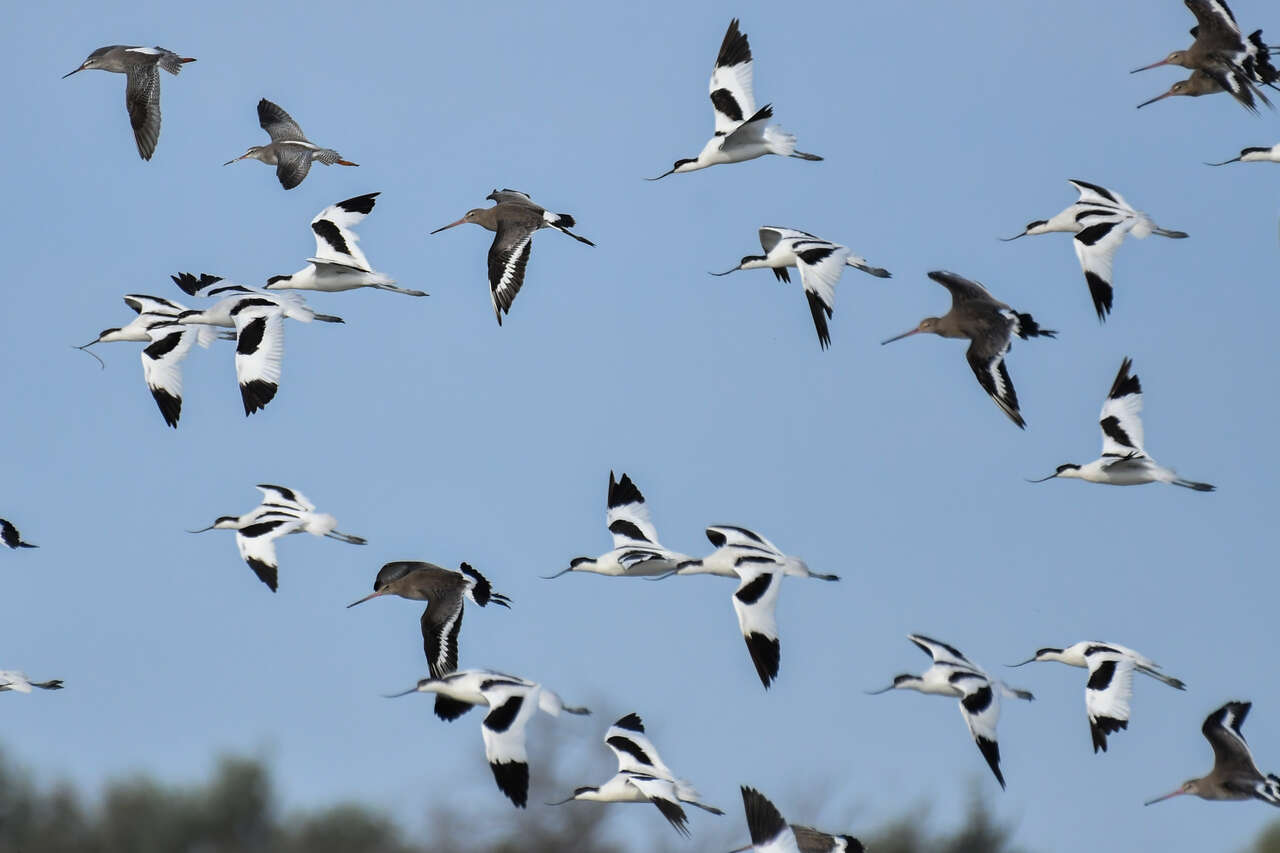 Avocettes élégantes