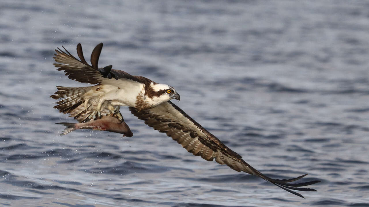 Balbuzard pêcheur avec poisson