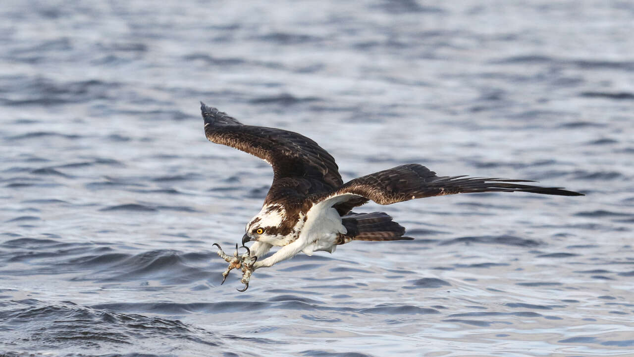 Balbuzard pêcheur en chasse