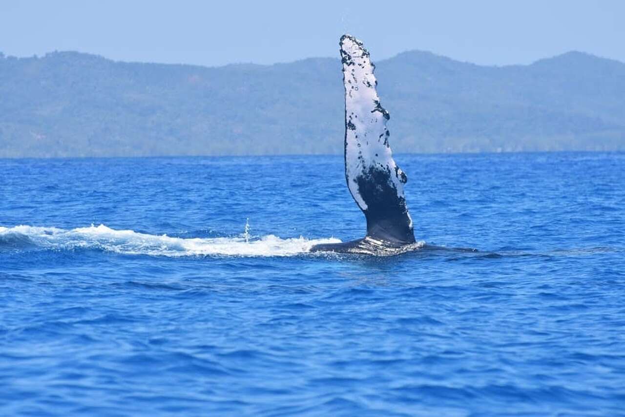 Baleine à bosse