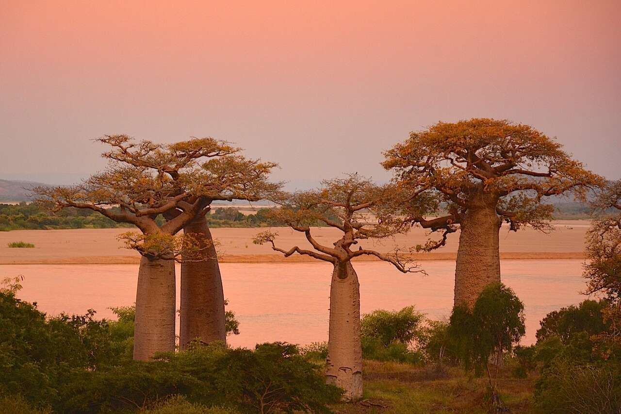 Baobab de Madagascar