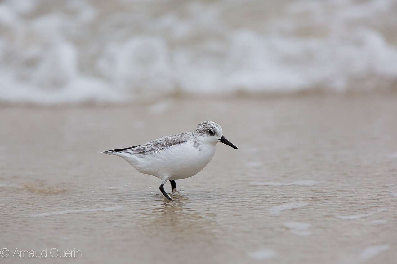 Bécasseau sanderling