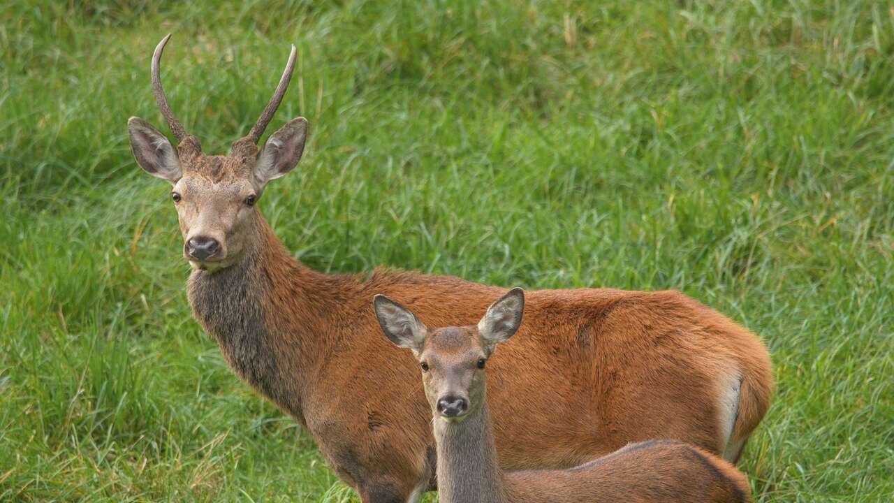 Biches dans la forêt