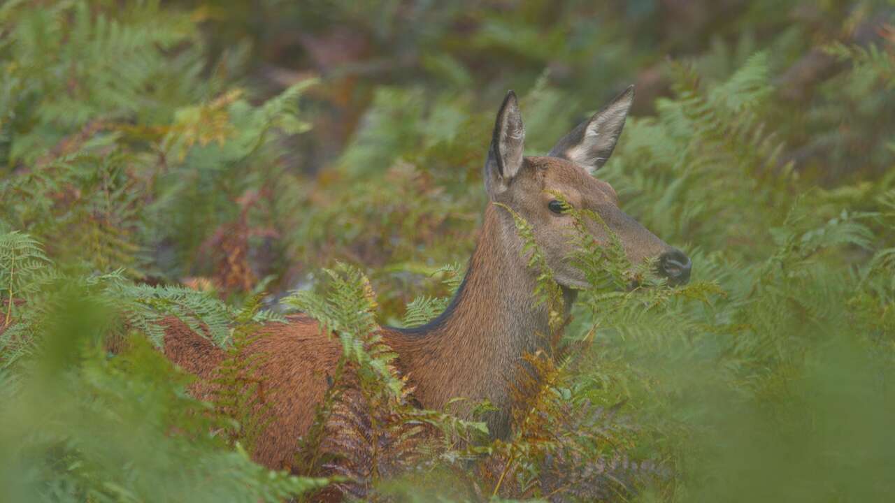 Biches dans la forêt