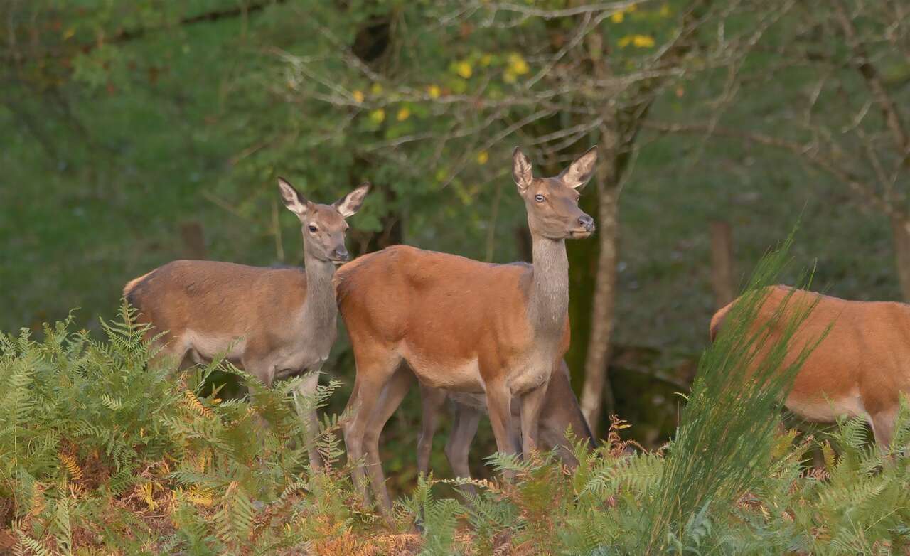 Biches dans la forêt