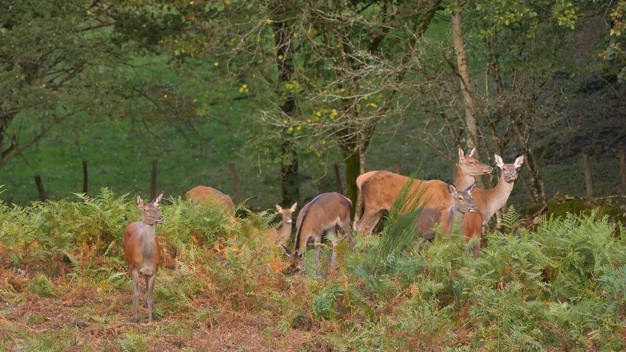 Biches dans la forêt