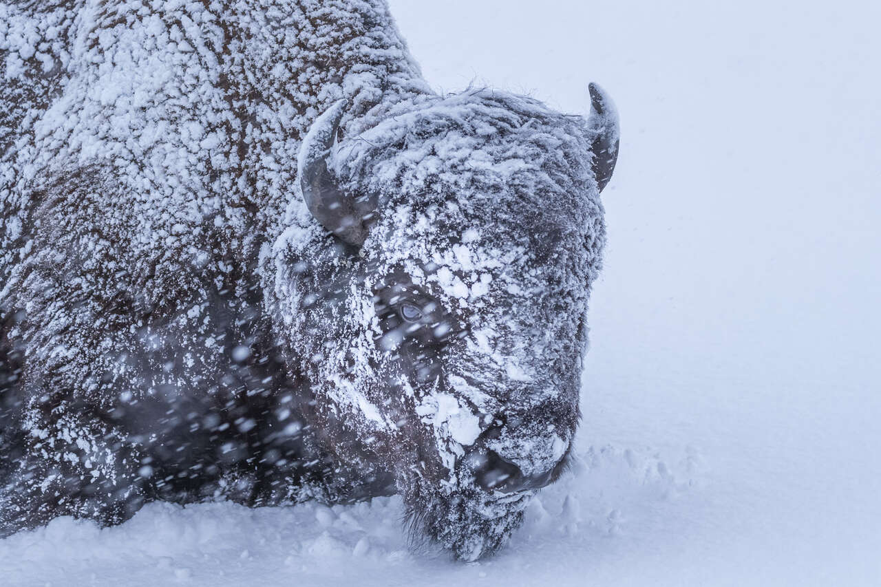 Bison couvert de neige