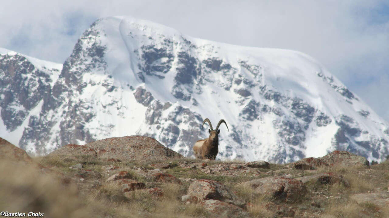 Bouquetin dans la montagne