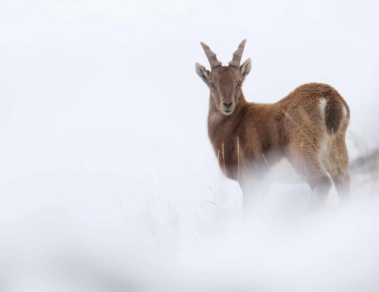 Bouquetin dans la montagne