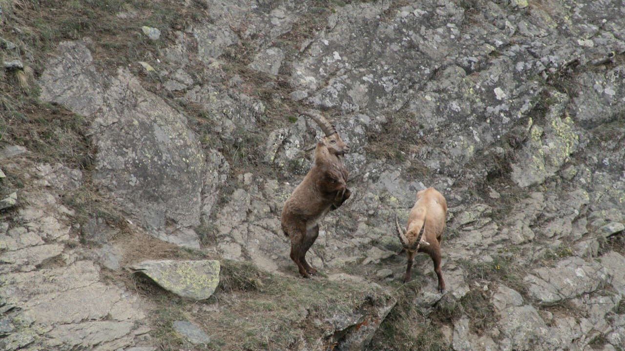 Bouquetin dans les rocher