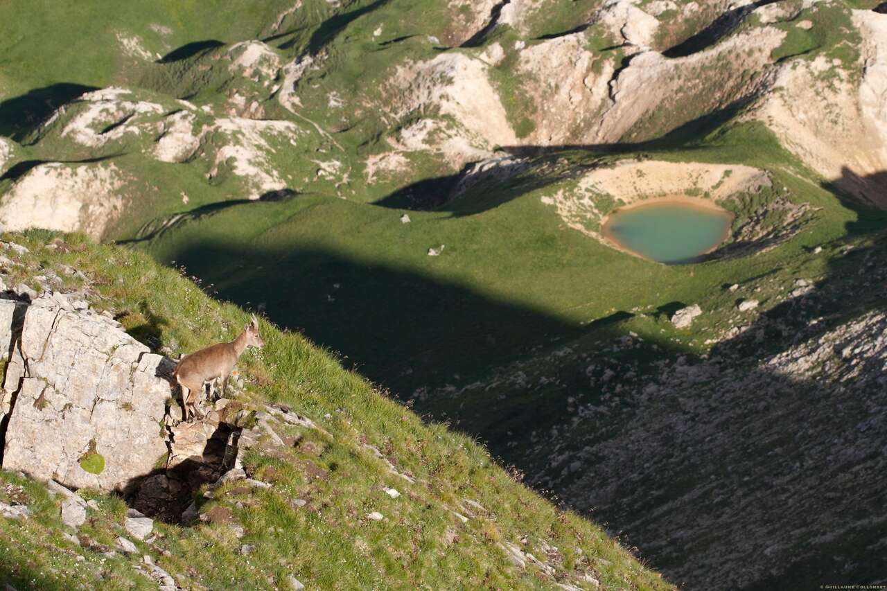 Bouquetin en montagne