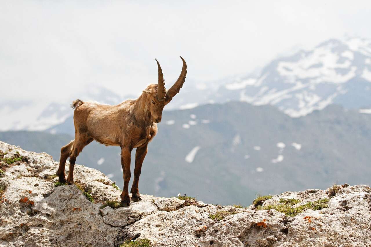 Bouquetin en montagne