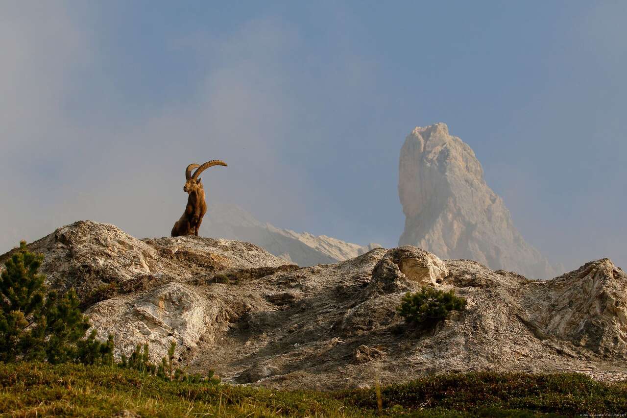 Bouquetin en montagne