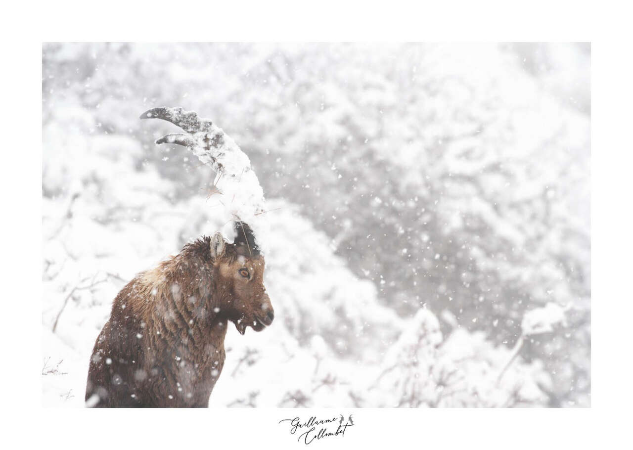 Bouquetin sous la neige