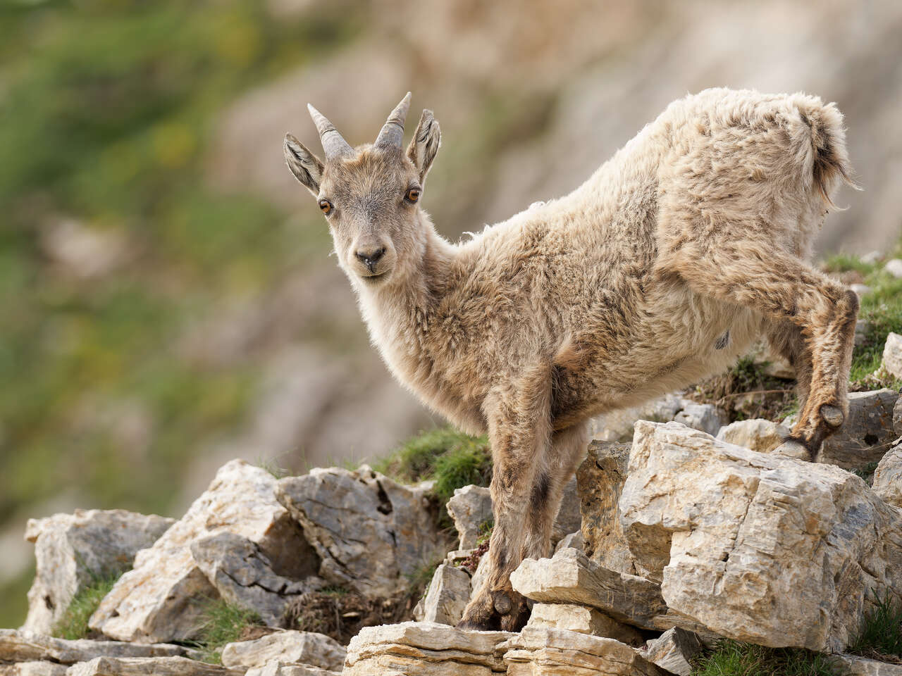 Cabri de bouquetin