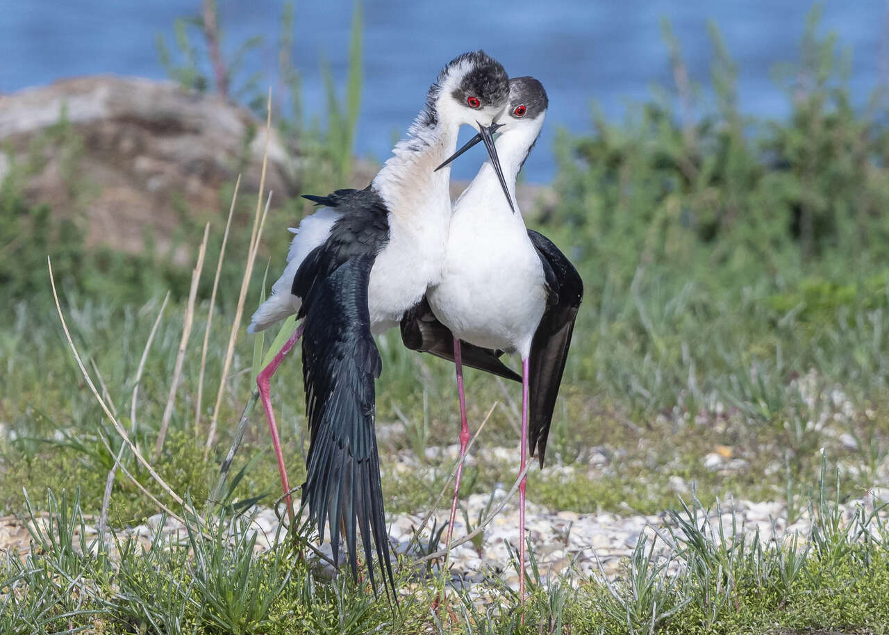 Cavalieri d'Italia Camargue