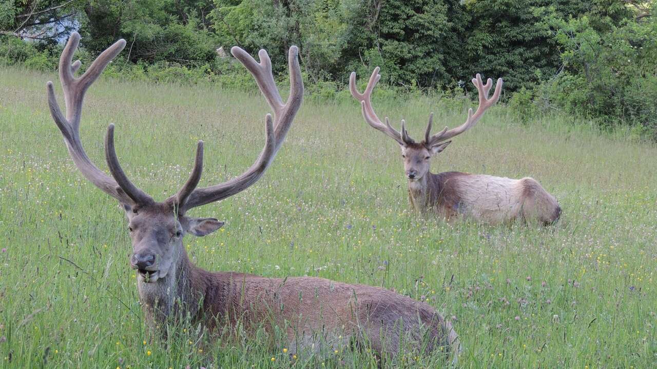 Cerf allongé dans une prairie