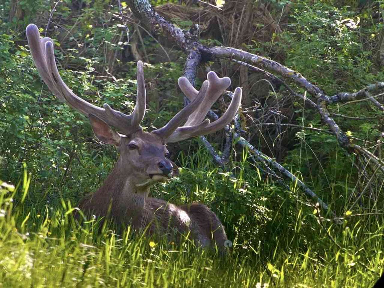 Cerf assis dans l'herbe