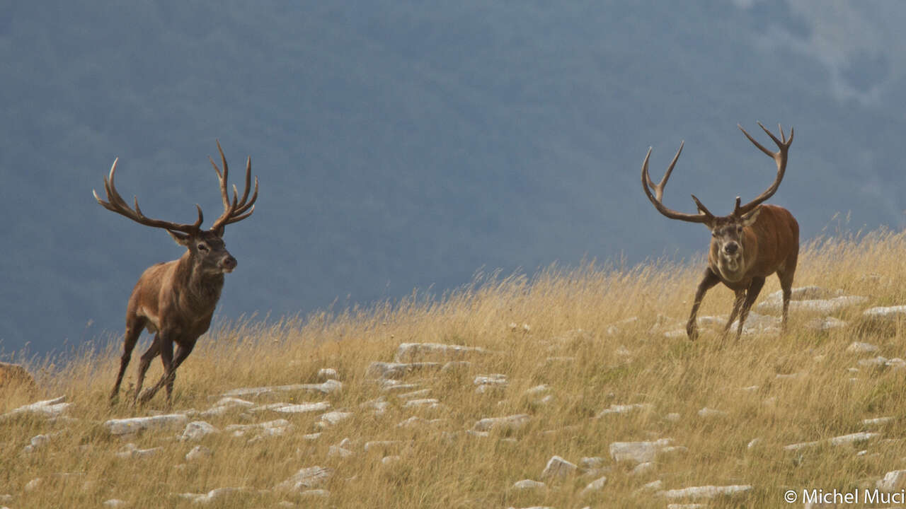 Cerf en rut, brame du cerf