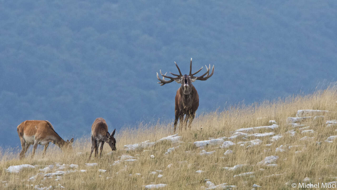 Cerf en rut, brame du cerf