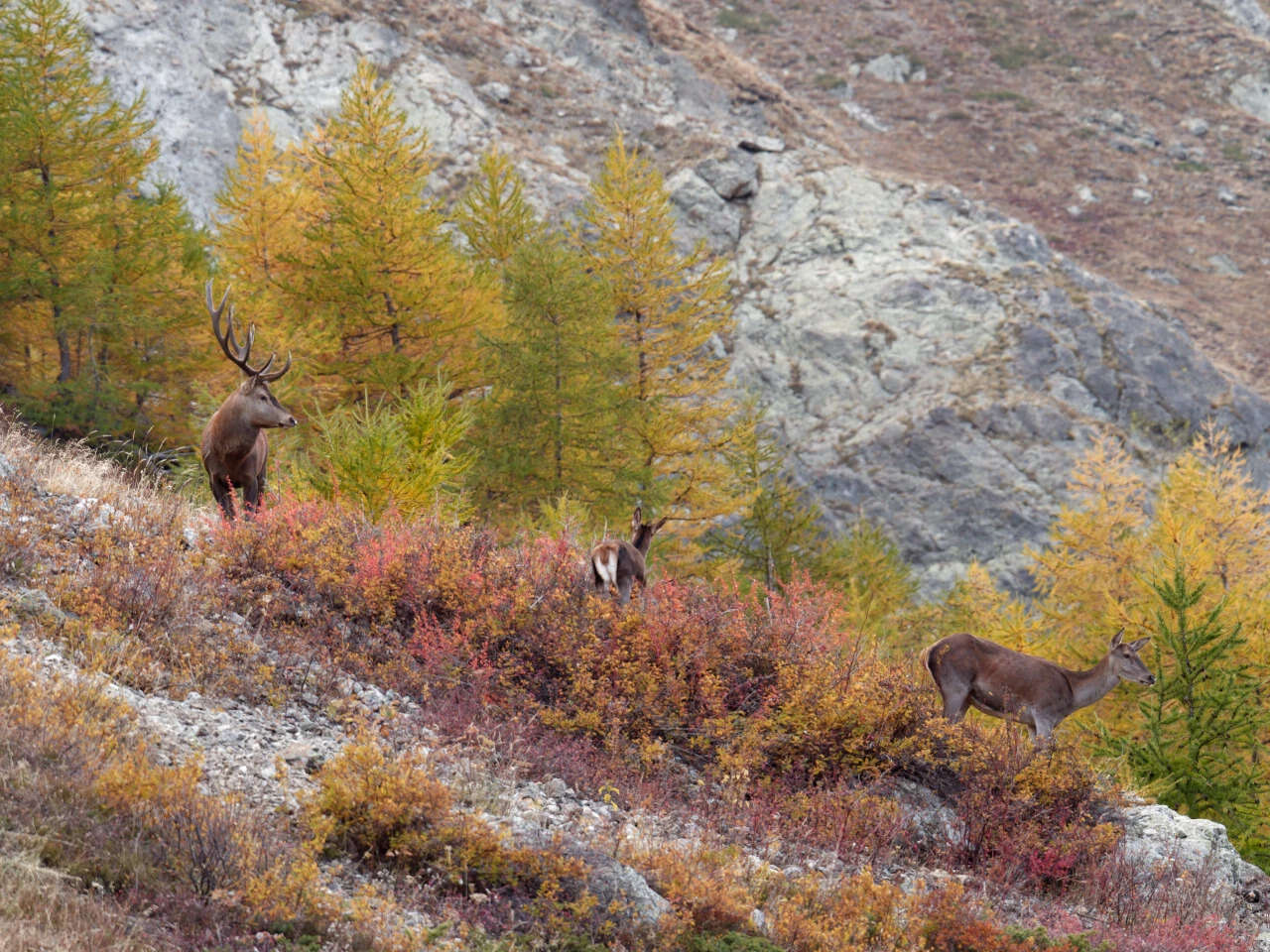 Cerf et biches en montagne