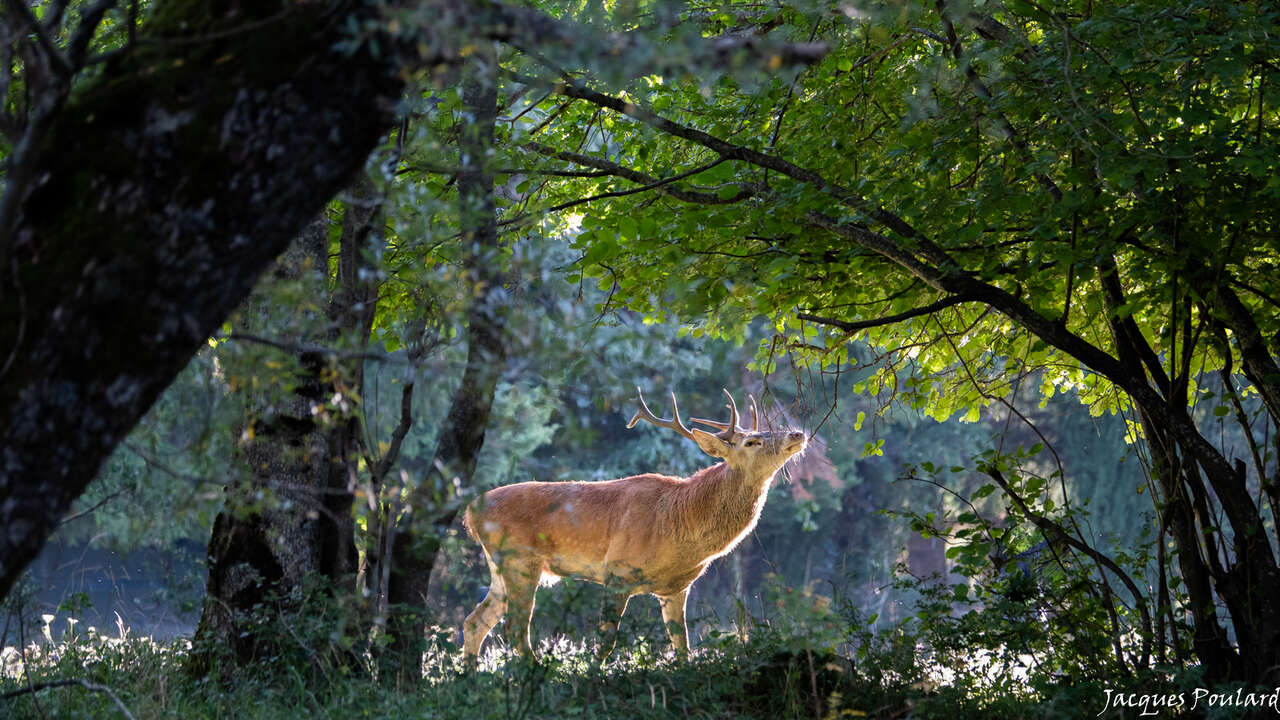 Cerf lors du brame