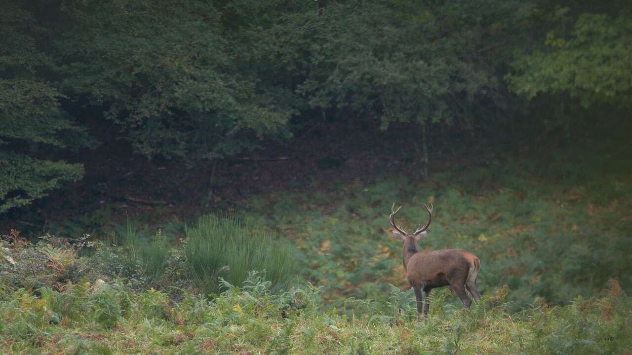 Cerf lors du brame