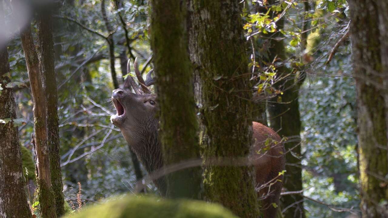 Cerf lors du brame