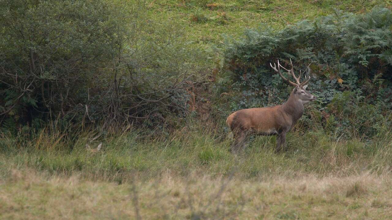 Cerf lors du brame