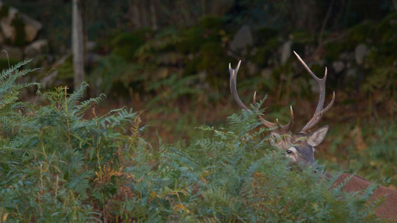 Cerf lors du brame