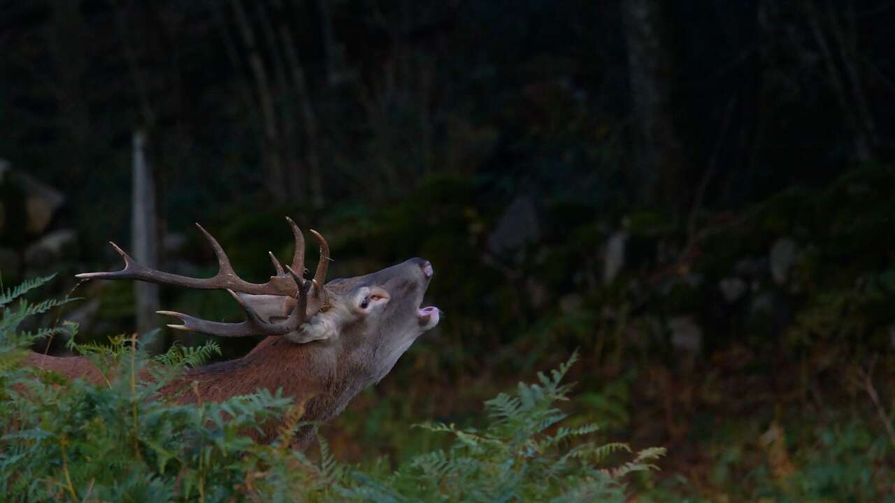 Cerf lors du brame