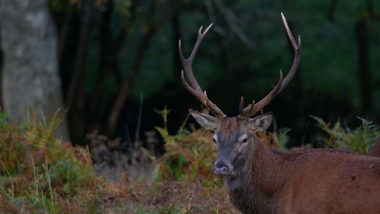 Cerf lors du brame