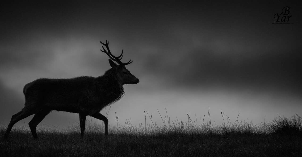 cerf sur Jura