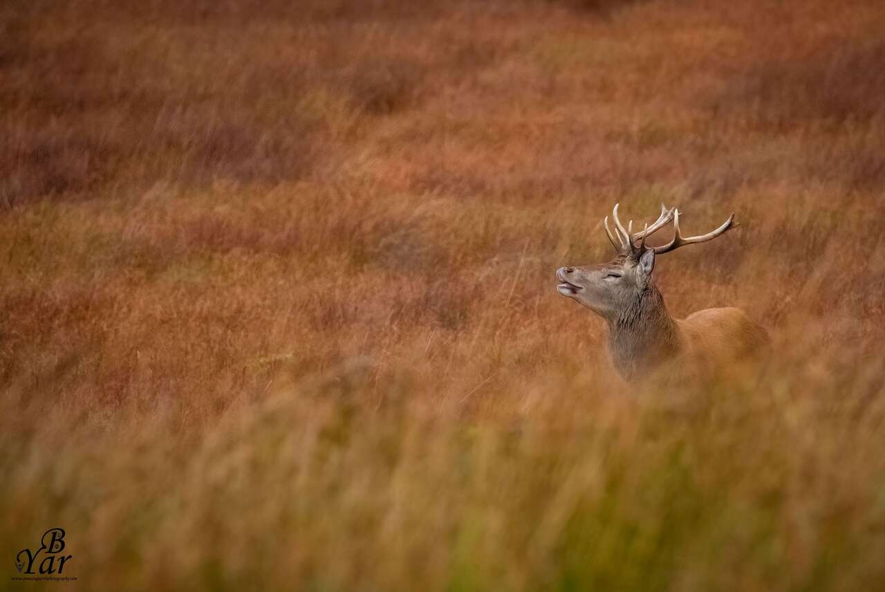 Cerf sur l'île Jura