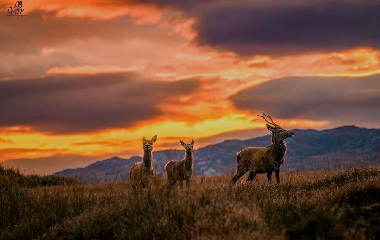 Cerf sur l'île Jura