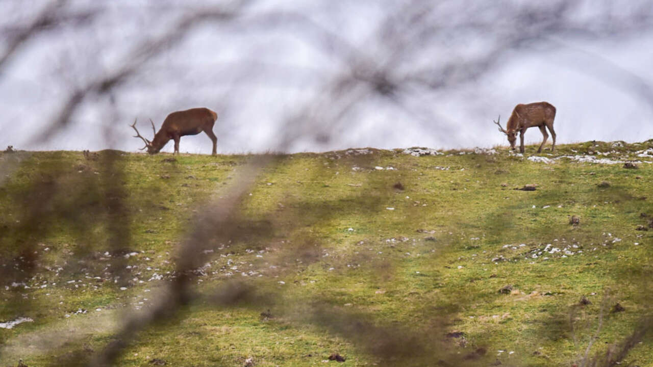 Cerf sur une crête